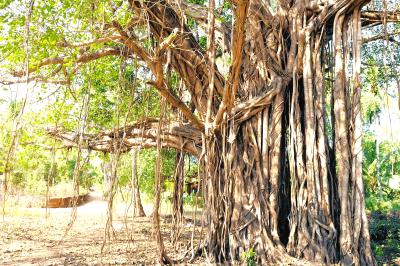 The Sacred Vata Vriksh -  Unveiling its Significance in Hinduism